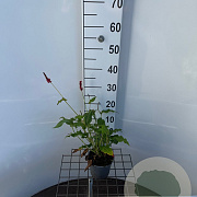 Persicaria aff. 'Darjeeling Red' 30-40 cm C1.3
