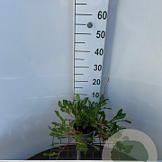 Persicaria aff. 'Kabouter' 25-30 cm C1.3