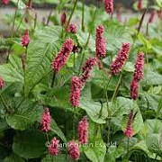 Persicaria a. 'Lisan' 30-40 cm C1.3