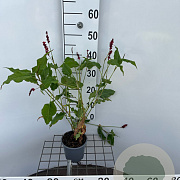 Persicaria a. 'Speciosa' 30-40 cm C1.3