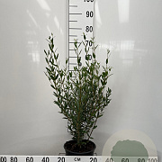 Phillyrea angustifolia 60-80 cm 5,0L