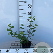 Physocarpus capitatus 'Tilden Park' 30-40 cm C1.3