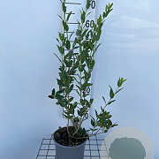 Phillyrea latifolia 40-50 cm 3,0L