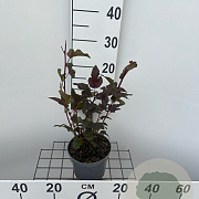 Physocarpus opulifolius 'Lady in Red' 25-30 cm 2,0L