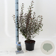 Physocarpus opulif. Little Joker 25-30 cm 2,0L