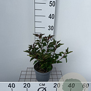 Physocarpus op. Little Leena 25-30 cm 2,0L