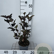 Physocarpus opulif. 'Red Baron' 25-30 cm 2,0L