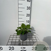 Phlomis russeliana 20-25 cm C1.3
