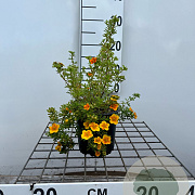 Potentilla f. 'Hopley's Orange' 30-40 cm C1.3