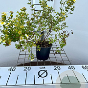 Potentilla f. 'Limelight' 30-40 cm C1.3