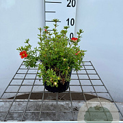 Potentilla f. Marian Red Robin 25-30 cm C1.3