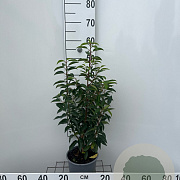 Prunus l. 'Angustifolia' 40-50 cm 3,0L