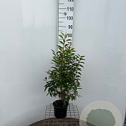 Prunus l. 'Angustifolia' 60-80 cm 3,0L