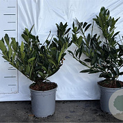 Prunus l. 'Otto Luyken' 40-50 cm 2,5L