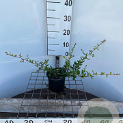 Pyracantha 'Firelight' 30-40 cm C1.3