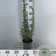 Rosmarinus officinalis 25-30 cm 2,0L