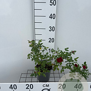 Rosa 'The Fairy Red' 30-40 cm C1.3