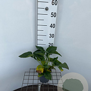 Rudbeckia f. 'Goldschirm' 25-30 cm C1.3