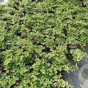 Rubus pentalobus 'Emerald Carpet' 30-40 cm C1.3