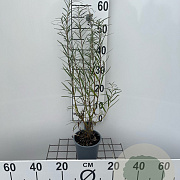 Salix elaeagnos 'Angustifolia' 40-50 cm C1.3