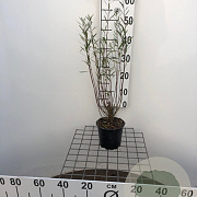 Salix purpurea 'Nana' 40-50 cm C1.3