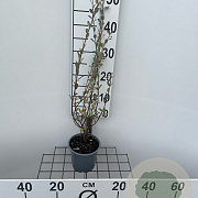 Salix repens 30-40 cm C1.3