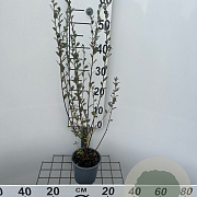 Salix repens 40-50 cm C1.3
