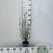 Salix repens nitida 30-40 cm C1.3