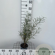 Salix rosmarinifolia 30-40 cm C1.3
