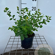 Spiraea decumbens 25-30 cm C1.3