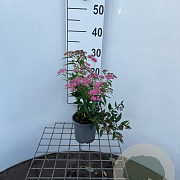 Spiraea jap. 'Genpei' 30-40 cm C1.3