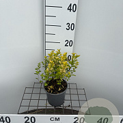Spiraea jap. 'Golden Princess' 20-25 cm C1.3