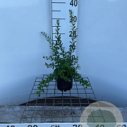 Spiraea nipp. 'Snowmound' 30-40 cm C1.3