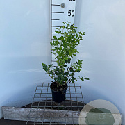 Symphoricarpos d. 'White Hedge' 30-40 cm C1.3