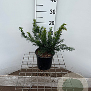 Taxus b. 'Repandens' 25-30 cm 2,5L