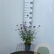 Verbena bon. 'Lollipop' 30-40 cm C1.3