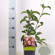 Viburnum bodn. 'Dawn' 30-40 cm 2,0L