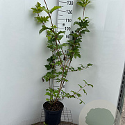 Viburnum opulus 125-150 cm 7,5L
