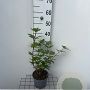 Viburnum opulus 'Roseum' 30-40 cm 2,0L