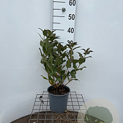 Weigela florida 'Tango' 30-40 cm 2,5L