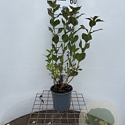 Weigela florida 'Tango' 40-50 cm 2,5L