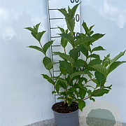 Weigela 'Rosea' 30-40 cm 2,0L