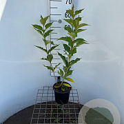 Weigela 'Red Prince' 30-40 cm 2,5L