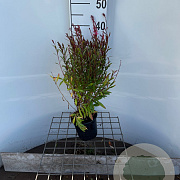 Gaura l. 'Siskiyou Pink' 30-40 cm C1.3