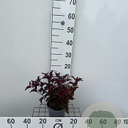 Physocarpus opulif. Little Angel 20-25 cm 2,0L