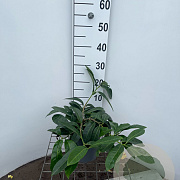 Prunus l. 'Mount Vernon' 30-40 cm 2,5L