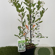 Aronia melanocarpa 50-60 cm 3,0L
