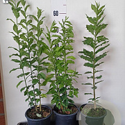 Euonymus europaeus 40-60 cm 2,0L
