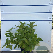 Hydrangea m. 'Bouquet Rose' 40-60 cm 7,5L