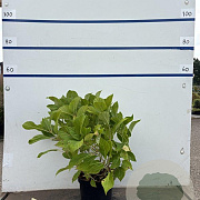 Hydrangea m. 'Nikko Blue' 40-60 cm 7,5L